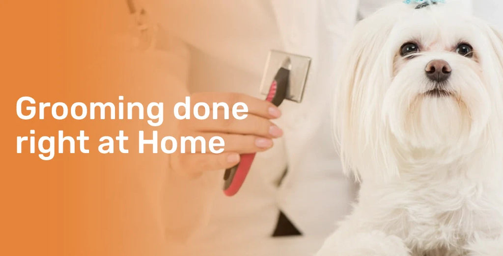 How to Get Dog Grooming Done Right at Home
