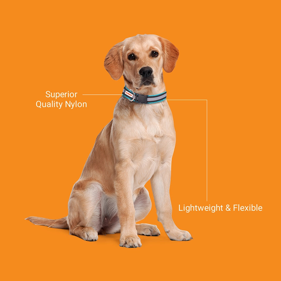 Reflective Collar, Sea Green, Pack of 1