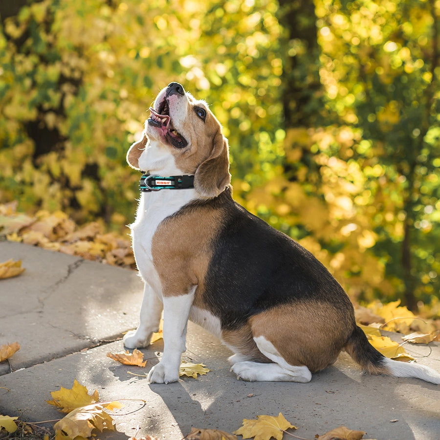 dog collar sea green