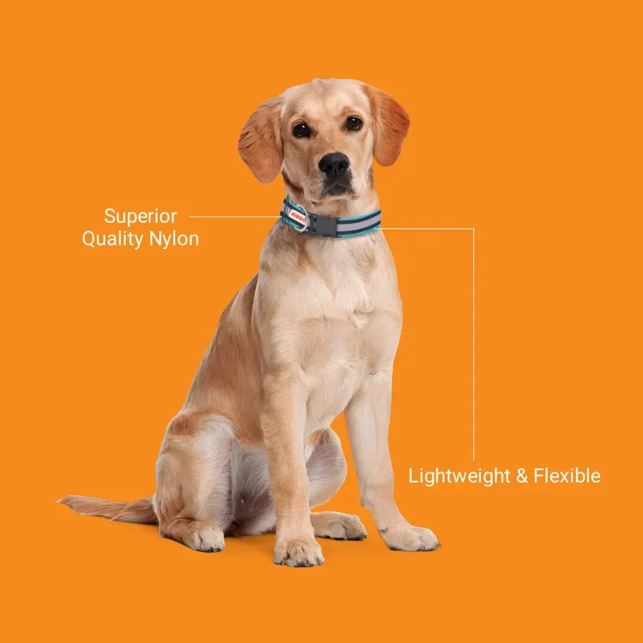 dog collar price online